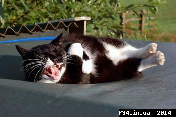 ps4.in.ua_1399490093__polls_cat_laughing