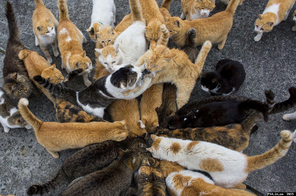 ps4.in.ua_1425550260__104129_5i5ndqwvh8_