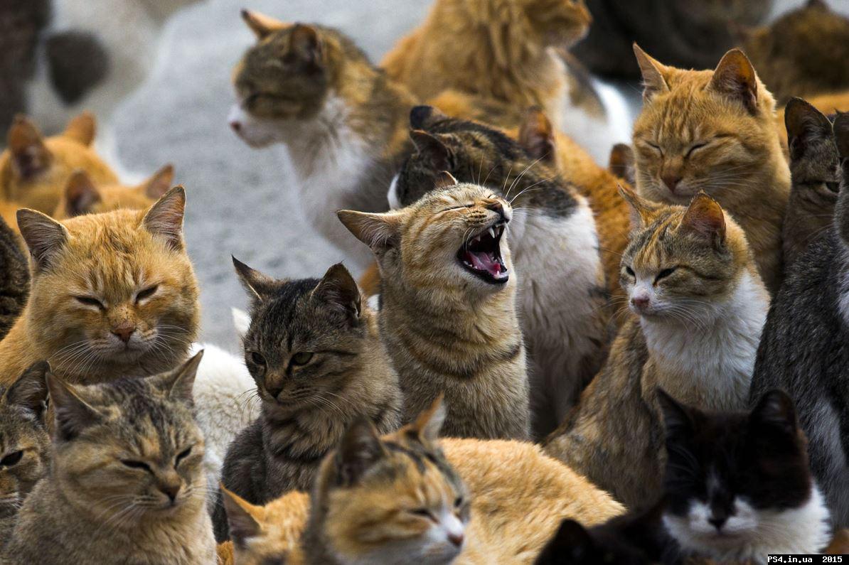 ps4.in.ua_1425550343__104135_ef65s4bwbt_