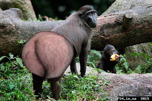 ps4.in.ua_1439601475__0_43e4_6d0e4095_l.