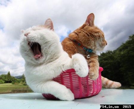 ps4.in.ua_1439993656__kity_by_heavenforb