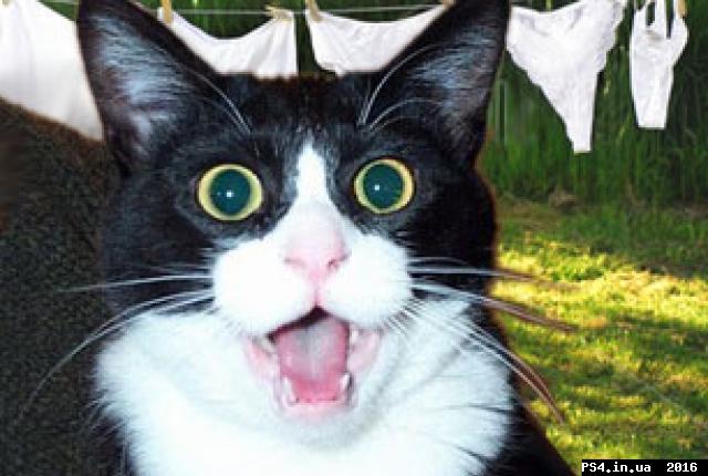ps4.in.ua_1455041216__prikoly-pro-koshek