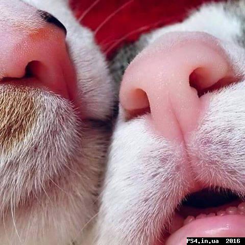 ps4.in.ua_1457963768__1930632_1020572131