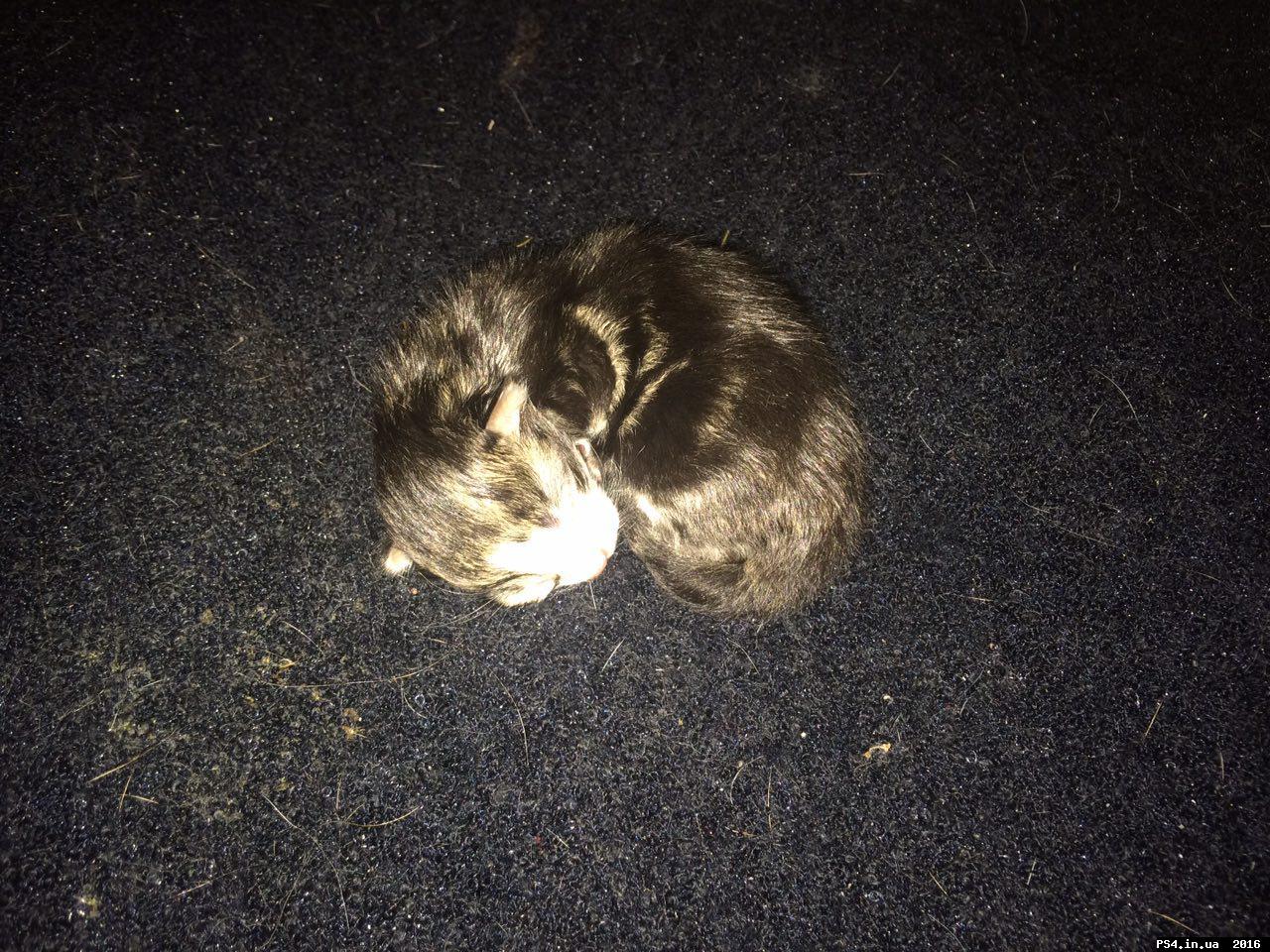 ps4.in.ua_1470737956__photo_2016-08-09_1