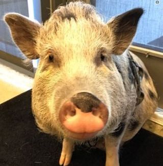 pig2(1).jpg.6e54564d50253899102489eec890b5f1.jpg