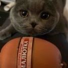 meowmeowmeow
